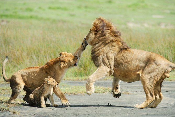 Tanzania Family Holiday; 8-Days Lodge Safari - Why This Safari Offers Good Value