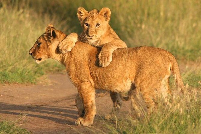 Tanzania Safari 10 Days- Serengeti, Lake Manyara, Ngorongoro Crater. - Who Is This Tour Best For?