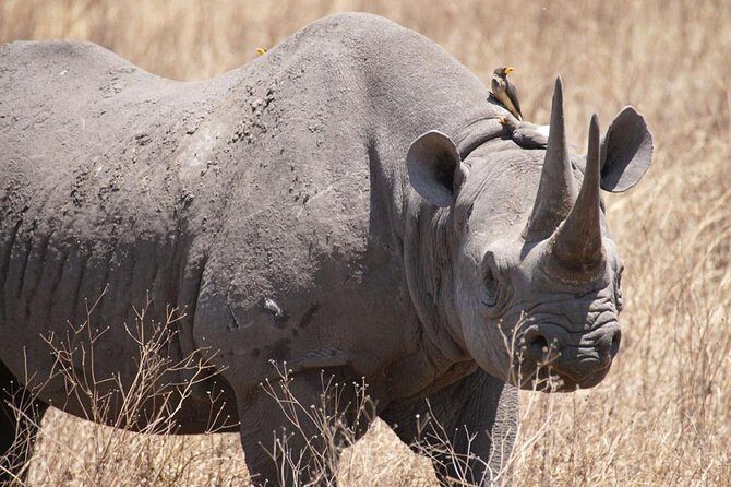 Tanzania safari with guide in Italian, the great Migration of the Serengeti - What Makes This Tour Stand Out