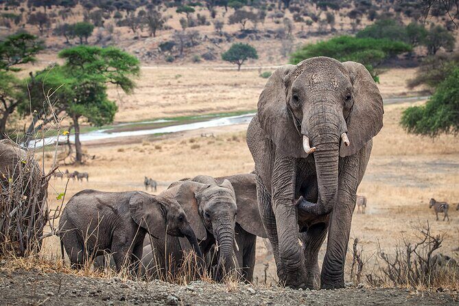 Tarangire Budget Full Day Tour from Arusha - The Value of the Tour