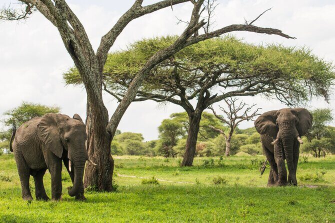 Tarangire National Park and Maasai Village Safari Tour - A Closer Look at the Tour Itinerary