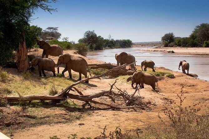 Tarangire National Park Day Trip - Pricing and Value