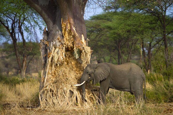 Tarangire National Park elephant view - An In-Depth Look at the 4-Day Experience