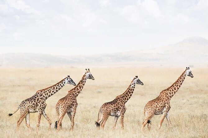 tarangire & ngorongoro 2 days tour - Who Should Consider This Tour?
