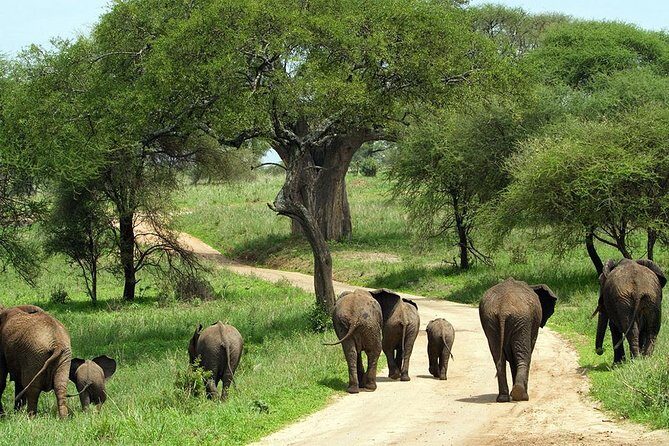 Tarangire & Ngorongoro Exclusive Safari - The Itinerary: A Closer Look at Each Stop