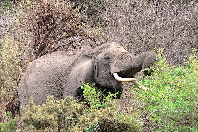 Tarangire -Serengeti & Ngorongoro Crater Budget camping safari - The Practical Side: What to Expect