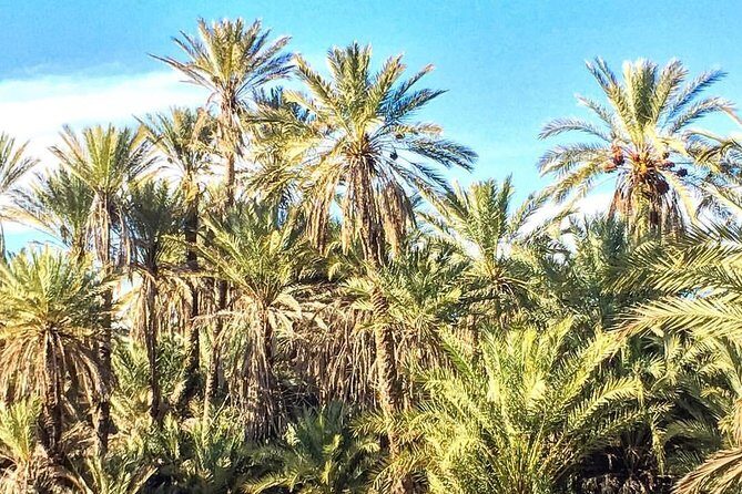 Taroudant the berber city +The Oasis of Tiout village - Exploring Taroudant: Morocco’s Smaller Marrakech