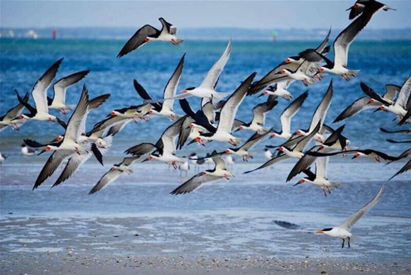 Tarpon Springs: Evening Dolphin Cruise