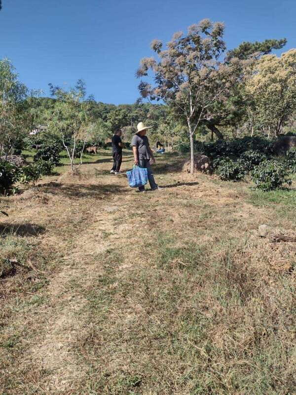 Taxco: Organic Coffee Garden Experience
