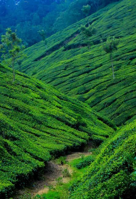 Tea Farm Tour (All Inclusive) - Who Will Love This Tour?