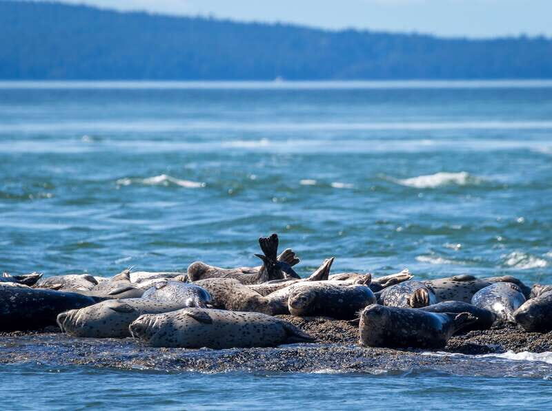 Telegraph Cove: Whale Watching Adventure with Free Photos