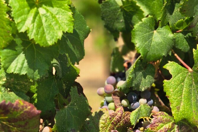 Temecula Uncorked: A Self-Guided Driving Tour of its Wineries - An In-Depth Look at the Tour Experience