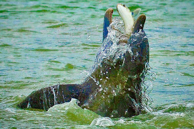 Ten Thousand Islands Eco/Dolphin Tour - Wildlife Encounters and Nature