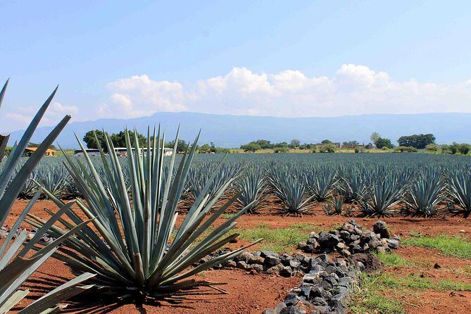 Tequila distillery experience, Jose Cuervo & Tequila Magic Town - Transportation & Group Size