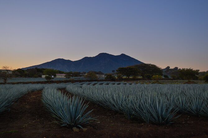 Tequila José Cuervo Tasting Guided Tour from Puerto Vallarta - What Travelers Are Saying