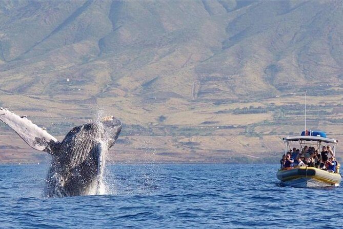 TEST Ultimate Whale Watch from Lahaina - Why You’ll Love This Tour