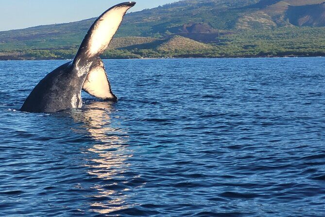The Best 10 am 1.5 Hour Whale Watching Tour - Practical Tips