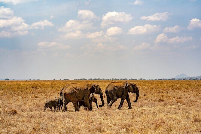 The Best 4 Days Serengeti & Ngorongoro Private Mid-range Safari - Day 4: Final Morning and Farewell to Tanzania’s Wilderness