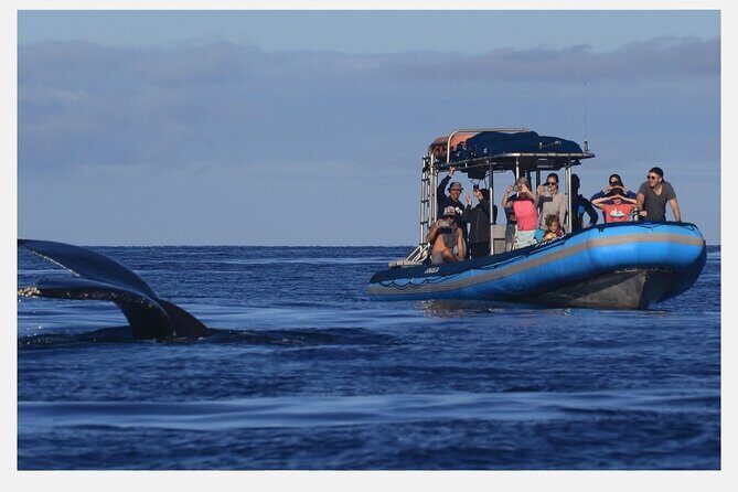 The Best 8 am 1.5 Hour Whale Watching Tour - The Human Element: Guides and Crew