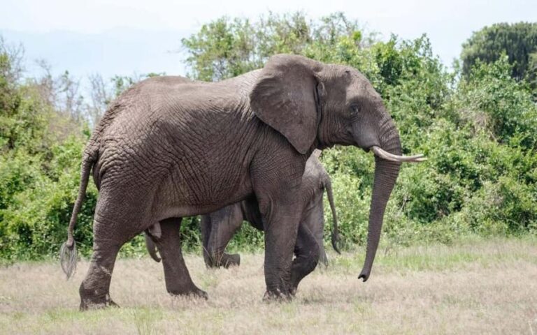 The Best Guide for the 3-Day Masai Mara Safari from Nairobi - Important Practicalities