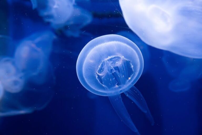 The Florida Aquarium Ticket - The Experience Breakdown