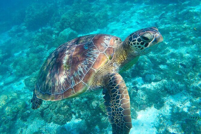 The great snorkeling adventure at the Riviera Maya private tour - The Sum Up
