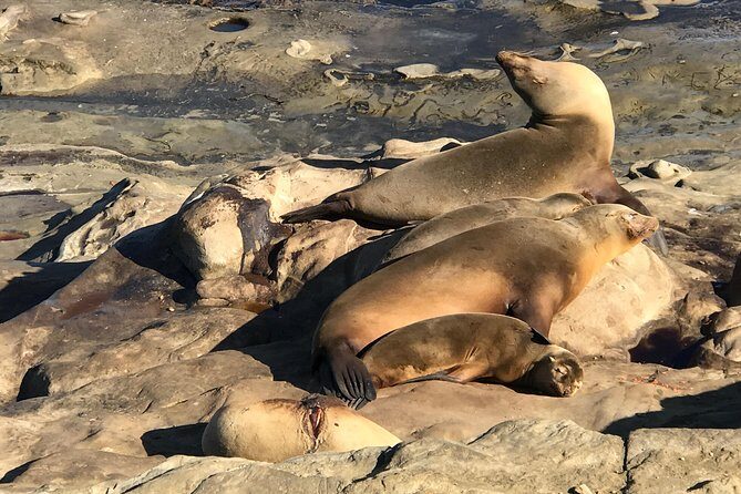 The La Jolla Tour - Final Thoughts on the La Jolla Tour