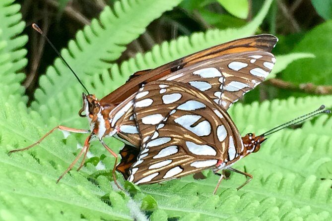 The Maui Butterfly Farm Tour - Who Will Love This Experience
