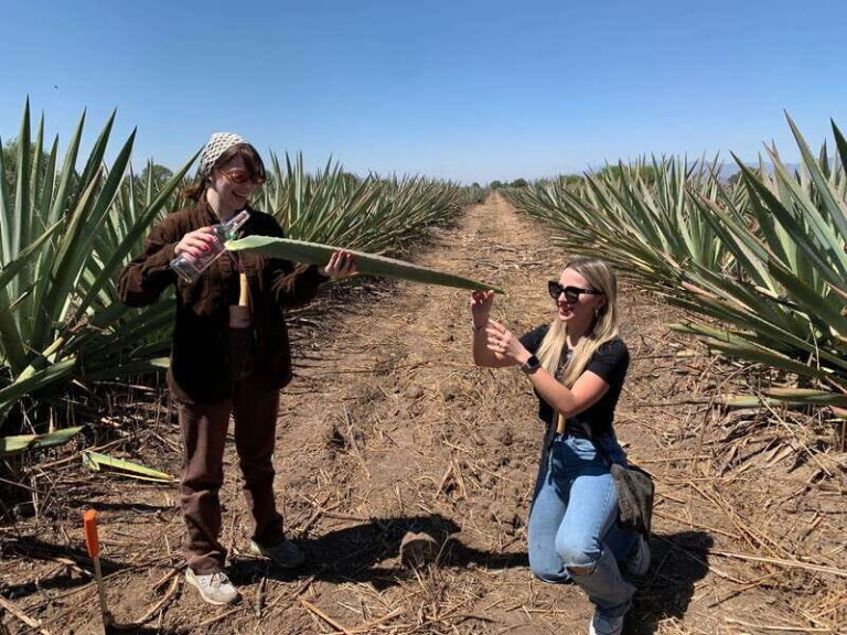The Mezcal Journey - What Does the Tour Cost and Is It Worth It?