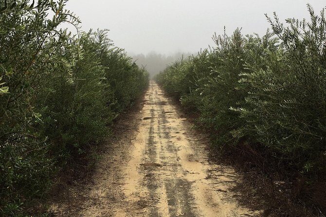 The Olive Grove Tour - A Closer Look at the Olive Grove Tour