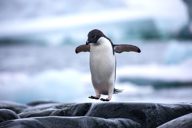 The Peninsula and Cape of Good Hope Full Day Tour in Cape Town - FAQs