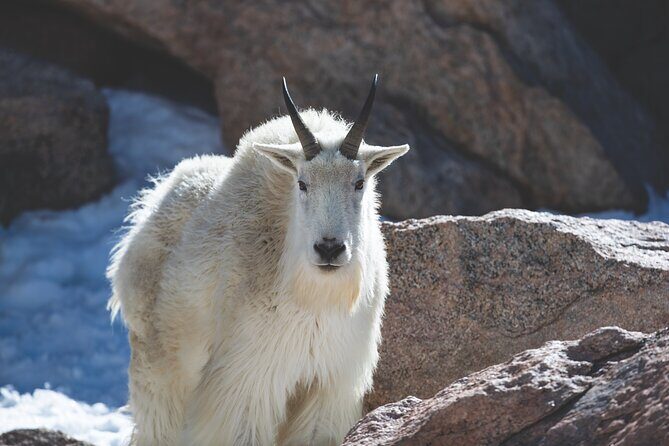 The Premier Wildlife Tours in Rocky Mountain National Park - FAQ