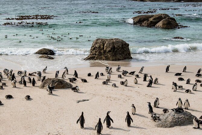 The Road Trip (Cape Point & Penguins) - Private Tour - Who Is This Tour Best For?