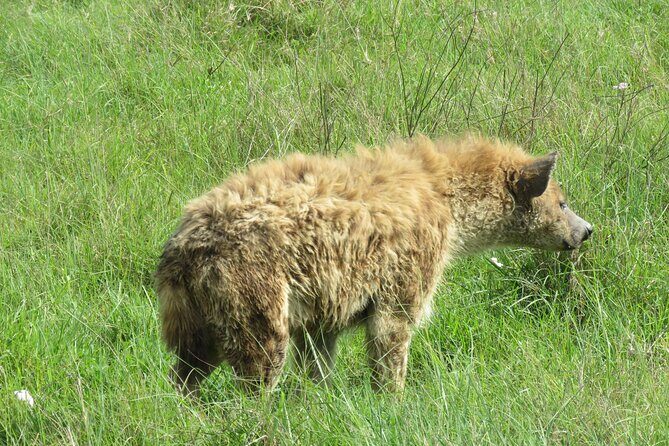 The World's Most Affordable 5-day Serengeti Budget Camping Safari - What’s Included and What’s Not