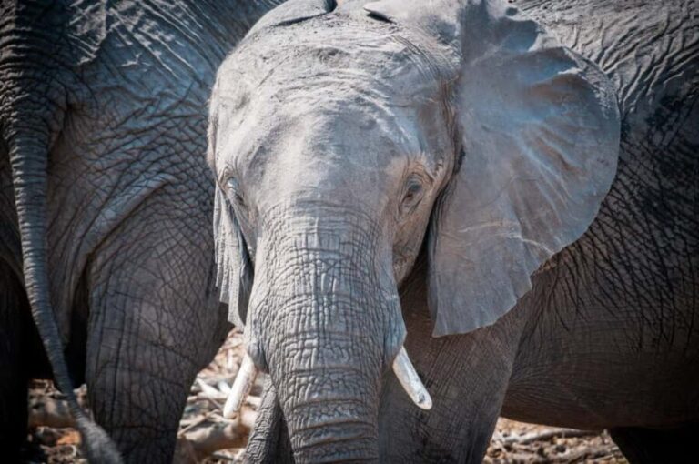 Three Day Camping Safari Chobe - What Sets This Safari Apart?
