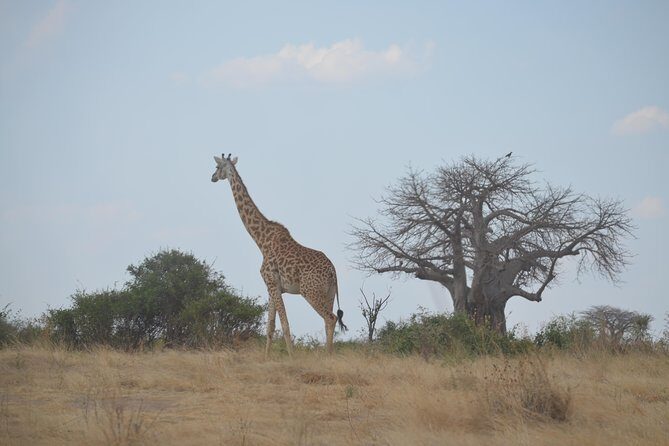 Three Days Ngorongoro crater, Lake Manyara and Taragire National Park (Joining) - What the Tour Offers and Why It Works