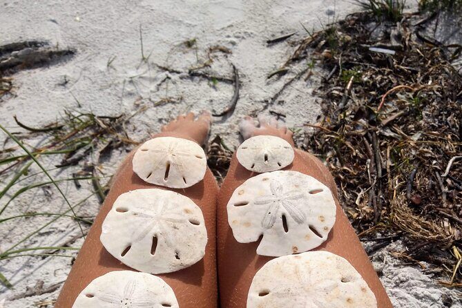Three Hour Shelling Cruise to Shell Key Preserve from John's Pass - Wildlife and Scenic Views