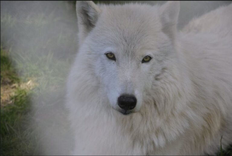 Tidewater: White Wolf Sanctuary Tour and Presentation - The Practicalities: What to Know Before You Go