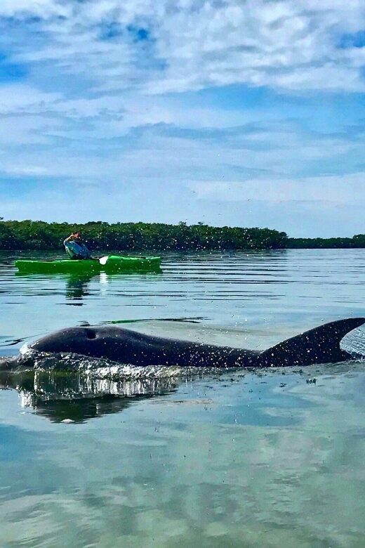 Tierra Verde FL: Coastal Kayaking Tour in Shell Key