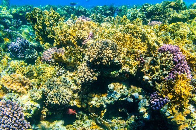 Tiran Island Snorkeling Excursion - Final Thoughts: Is It Worth It?