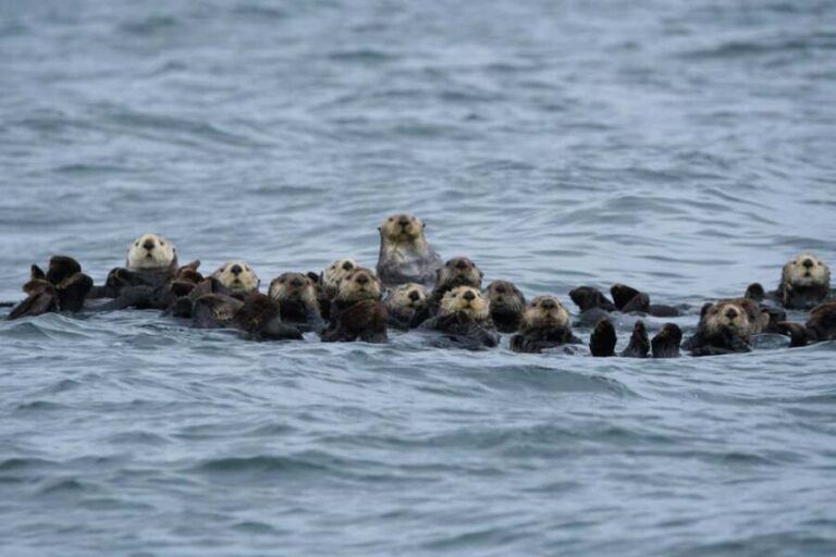 Tofino: Covered Boat Winter Wildlife Watching Tour - Who Will Love This Tour?