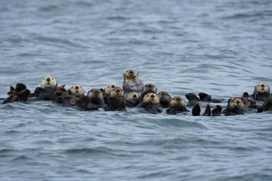 Tofino: Covered Boat Winter Wildlife Watching Tour