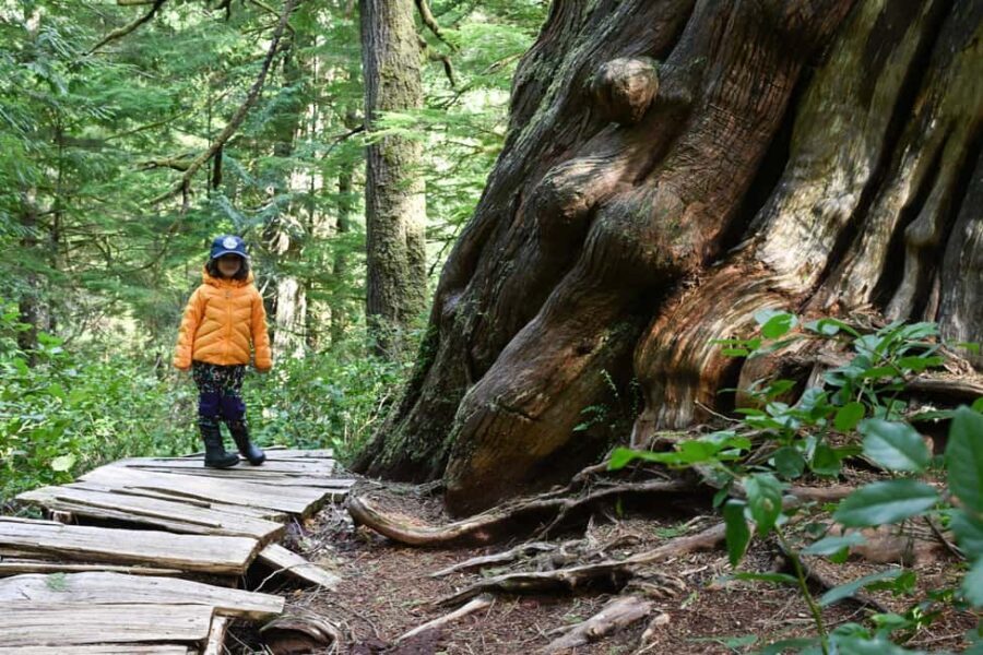 Tofino: Private Boat Tour with Big Tree Trail & Crabbing