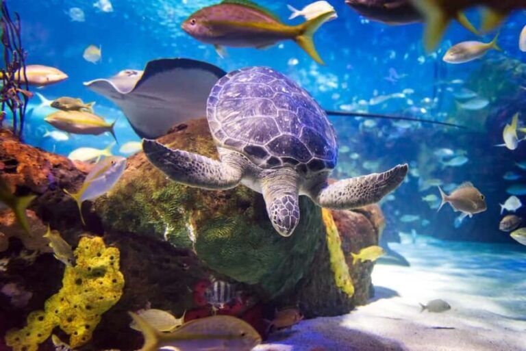 Toronto CityPASS®: Save up to 38% at 5 Top Attractions - How the Pass Works and What to Expect