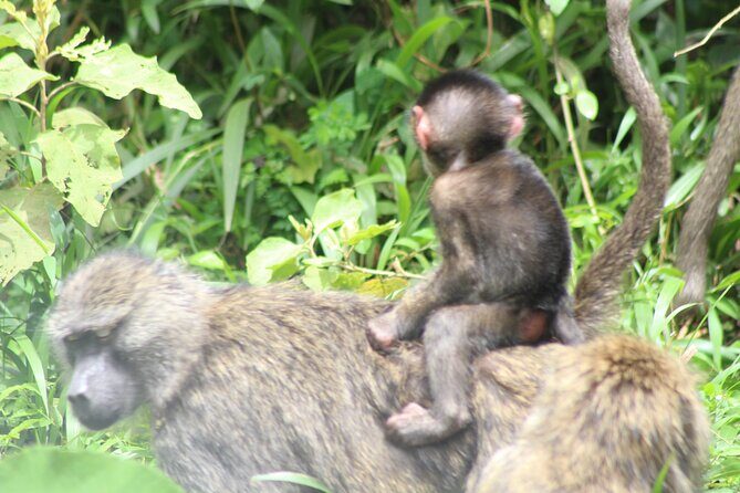Tour at Arusha National Park - Detailed Breakdown of the Itinerary