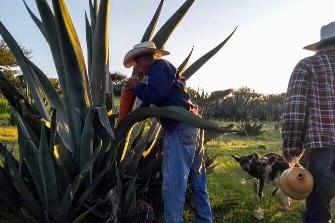 Tour de Pulque en Tepotzotlán, Pueblo Mágico - Analyzing the Value