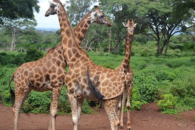 Tour: Giraffe Center and Nairobi National Park - Giraffe Center: Conservation and Close Encounters