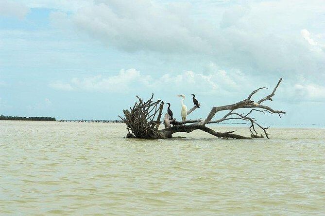 Tour Holbox at Pasion Island & Cenote Yalahau from Cancún - Final Thoughts: Is It Worth It?