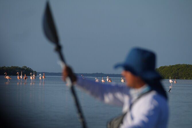 Tour the Mangroves in Kayak by Isla Holbox - The Bottom Line