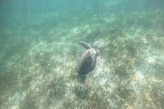 Tour Tulum, Cenote and Swim with Turtles in Akumal - What the Reviews Say